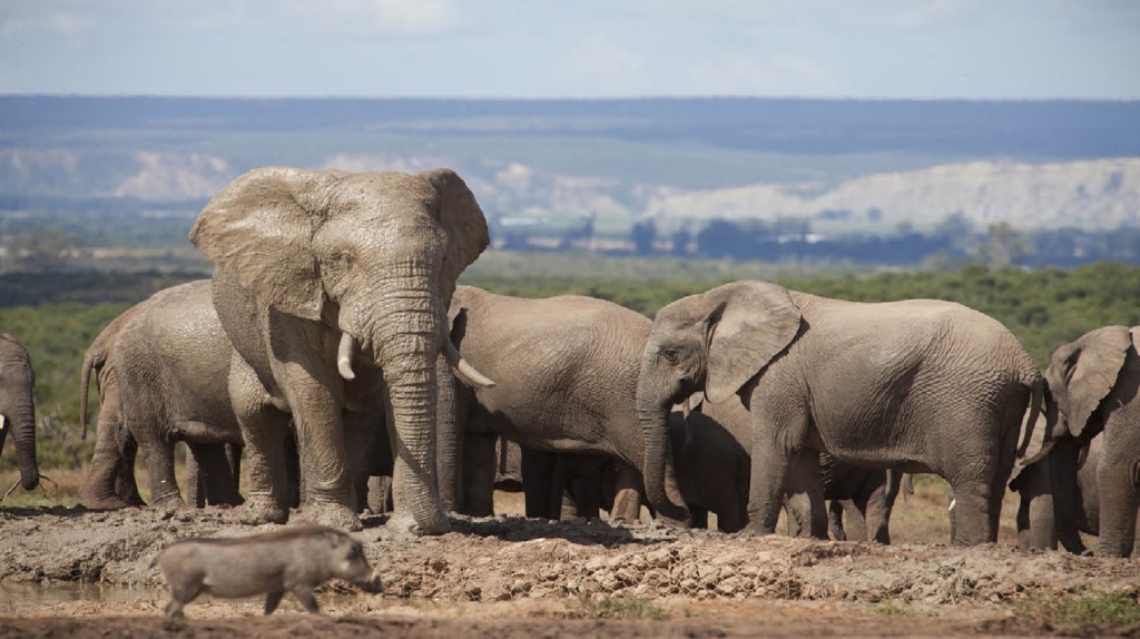 Group of elephants standing together near a warthog.